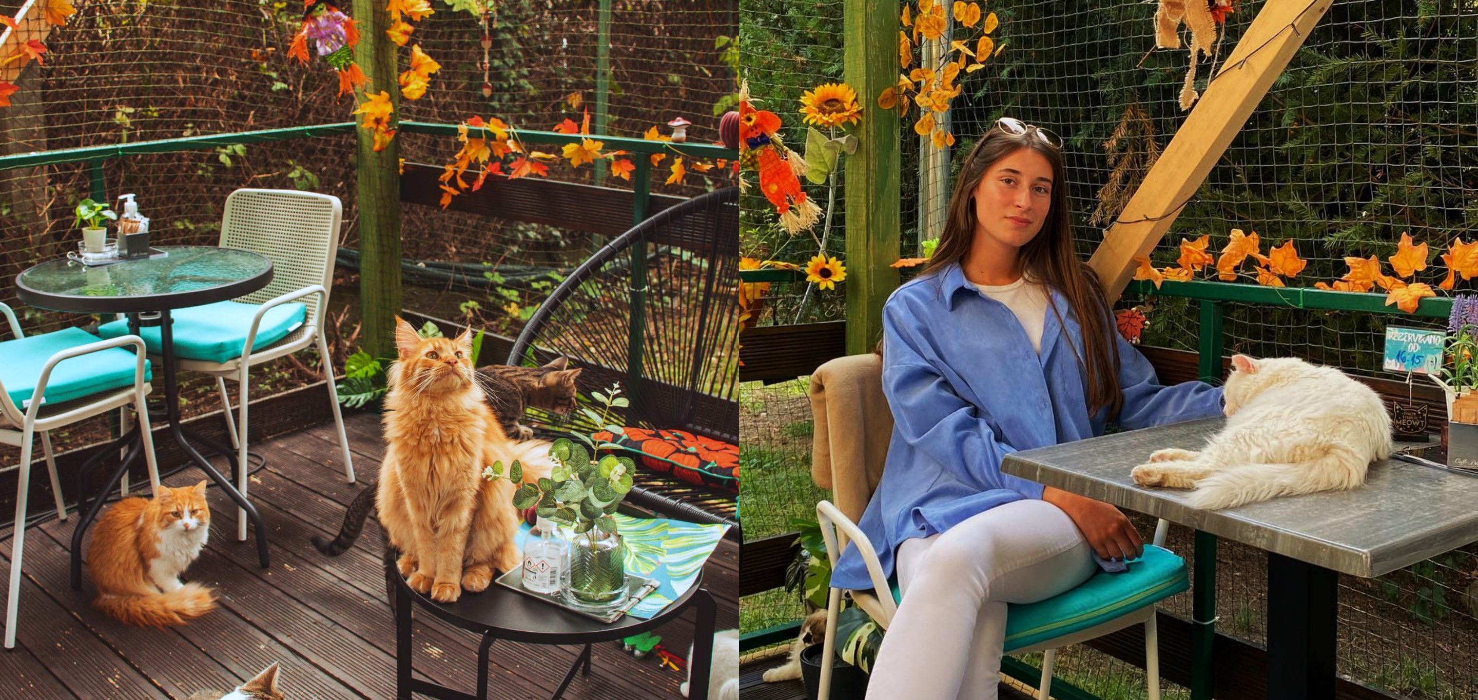 Ovaj kafić postao je omiljeno mjesto svih ljubitelja mačaka i to s razlogom!