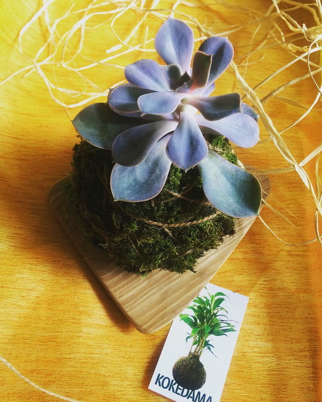 LandscapestudioAvliYa  06